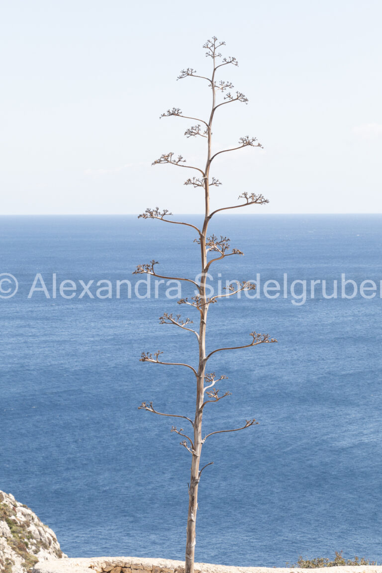 Meer mit Pflanze im Vordergrund